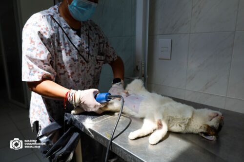 Realiza Texcoco Jornada de Esterilización Para 198 Caninos y Felinos