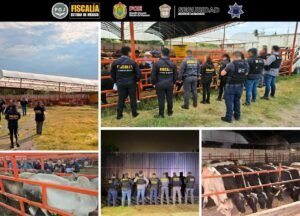 Localizan en Otumba Ganado Robado en Veracruz