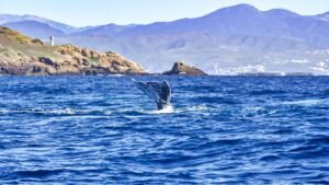 Arranca Temporada de Avistamiento del Tiburón Ballena